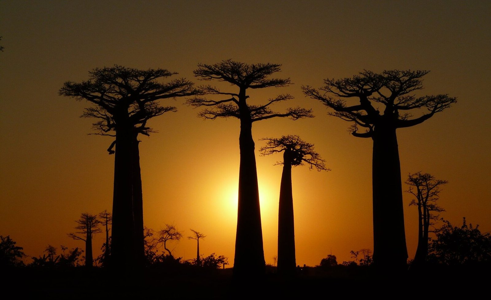 Allée des Baobabs au coucher du soleil