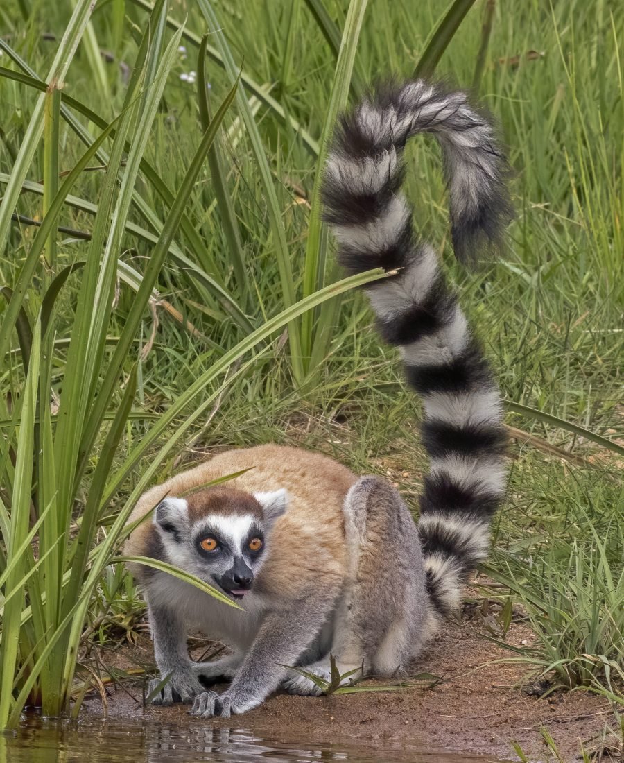 Lémurien catta